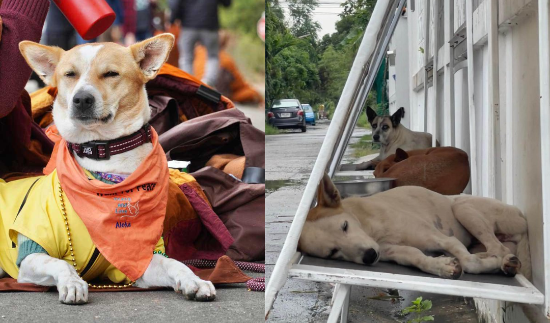 Is Aloka’s Story the Same as Every Other Street&nbsp;Dog’s?